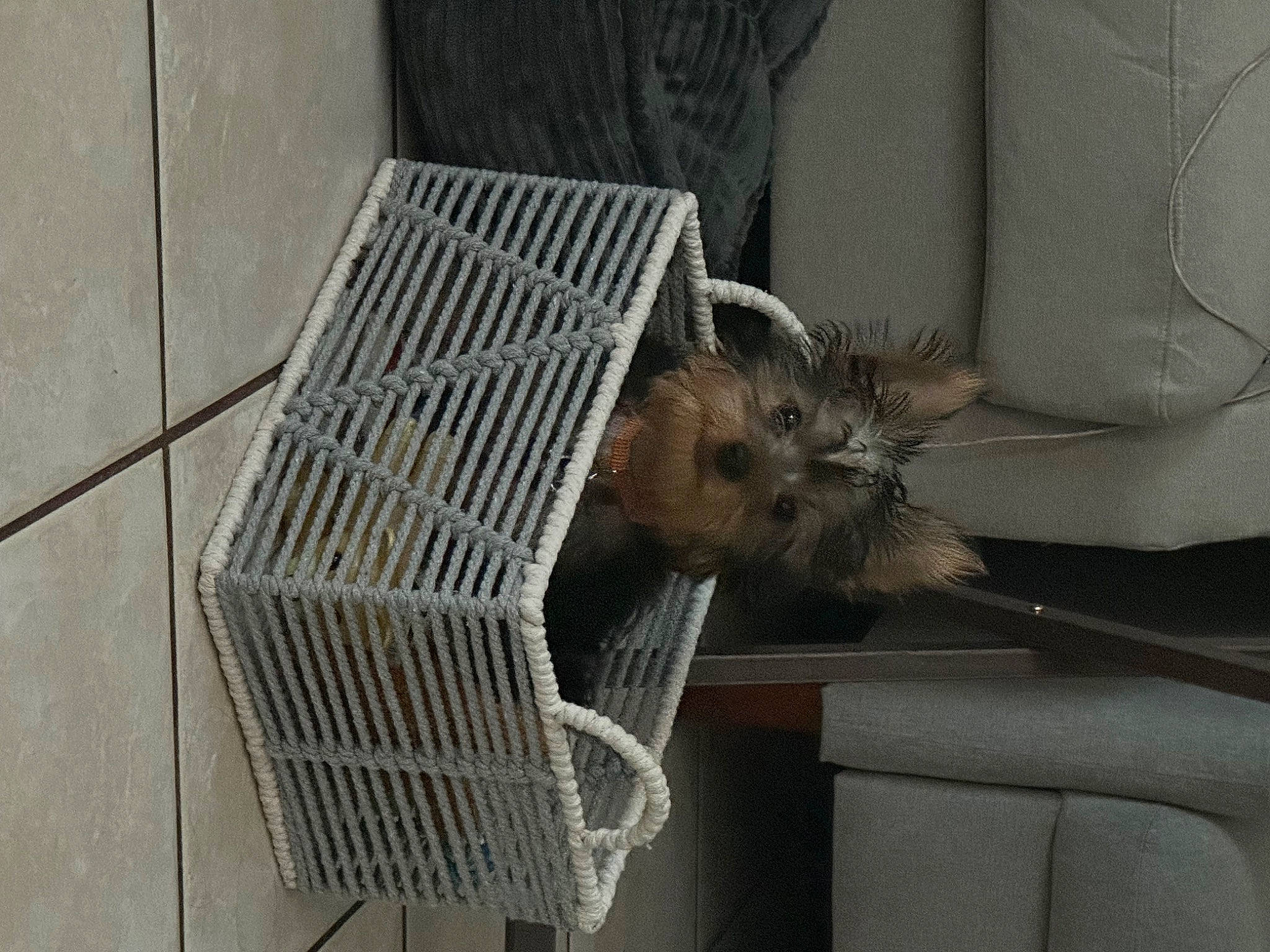 Toby is registered to the contest to win money with this photo: animal_shelter, cage, comfort, couch, fawn, felidae, fur, grey, mesh, muroidea, perching_bird, pet_supply, rodent, room, small_to_medium_sized_cats, snout, tail, whiskers, wood