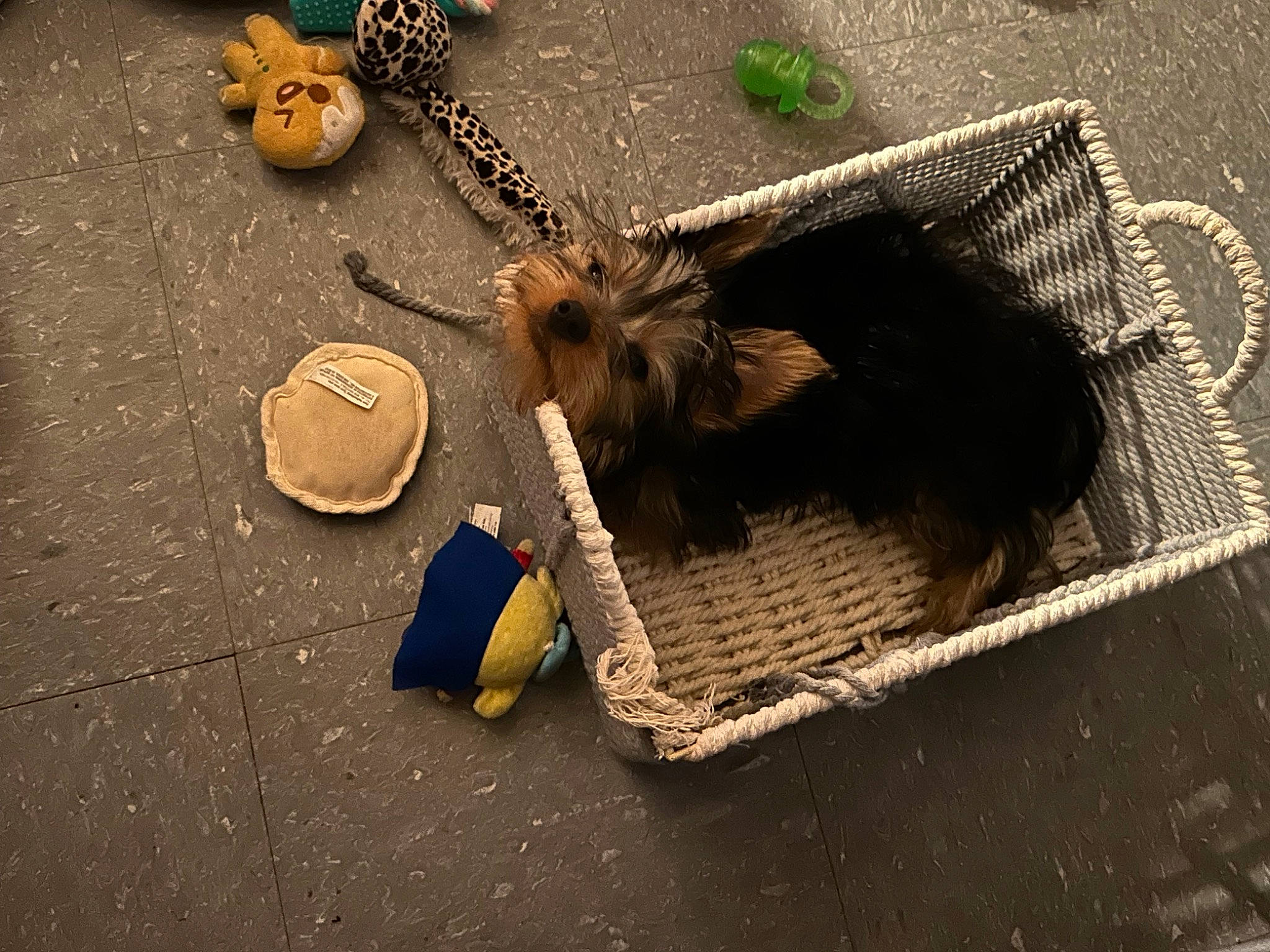 Toby is registered to the contest to win money with this photo: art, asphalt, brush, chipmunk, concrete, fashion_accessory, flooring, fur, landscape, road, road_surface, shadow, sidewalk, soil, squirrel, still_life_photography, street, tail, wildlife, wood