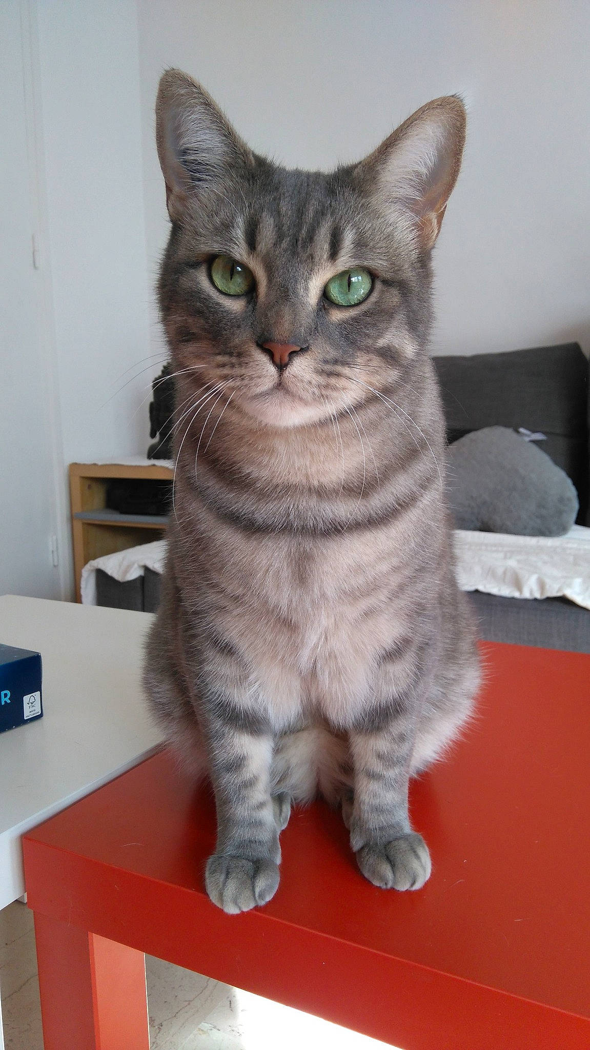 Orso a rejoint le concours — aidez-le/la à gagner de superbes lots ! american_shorthair, asian, australian_mist, british_semi_longhair, british_shorthair, carnivore, cat, chartreux, domestic_short_haired_cat, european_shorthair, felidae, kitten, korat, mammal, oriental_shorthair, polydactyl_cat, small_to_medium_sized_cats, tabby_cat, vertebrate, whiskers