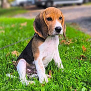 Aïko a rejoint le concours — aidez-le/la à gagner de superbes lots ! puppy, dog, beagle, grass, outdoor, pet, animal, young, cute, sitting, ears, collar, nature, green, fur, white, brown, black, leaf, daylight