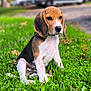 puppy, dog, beagle, grass, outdoor, pet, animal, young, cute, sitting, ears, collar, nature, green, fur, white, brown, black, leaf, daylight