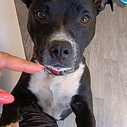 Savannah a rejoint le concours — aidez-le/la à gagner de superbes lots ! dog, black_and_white, pet, indoor, flooring, collar, paw, finger, person, animal, cute, curious, close_up, floor, wood_floor, bowl, chair, interaction, mammal, domestic_animal