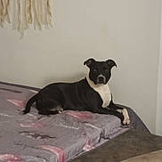 Savana participe au concours pour gagner de l'argent avec cette photo : dog, bed, blanket, indoor, relaxed, black_and_white, pet, canine, furniture, resting, calm, home, cozy, laying, animal, domestic, mammal, comfort, wall, textile