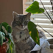 Peppep is registered to the contest to win money with this photo: cat, gray_cat, fluffy, green_eyes, houseplant, indoor, window, blinds, lace_cloth, pottery, leaf, sunlight, pet, feline, domestic_cat, plant_pot, leaf_damage, natural_light, cozy, portrait