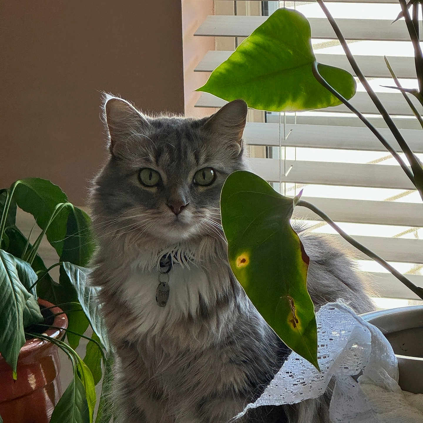 Peppep is registered to the contest to win money with this photo: blinds, cat, cozy, domestic_cat, feline, fluffy, gray_cat, green_eyes, houseplant, indoor, lace_cloth, leaf, leaf_damage, natural_light, pet, plant_pot, portrait, pottery, sunlight, window
