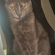 Sunny is registered to the contest to win money with this photo: animal, cat, close_up, cute, dark_background, domestic_cat, feline, fur, furry, indoor, looking, mammal, paws, pet, portrait, quiet, resting, sitting, whiskers, yellow_eyes