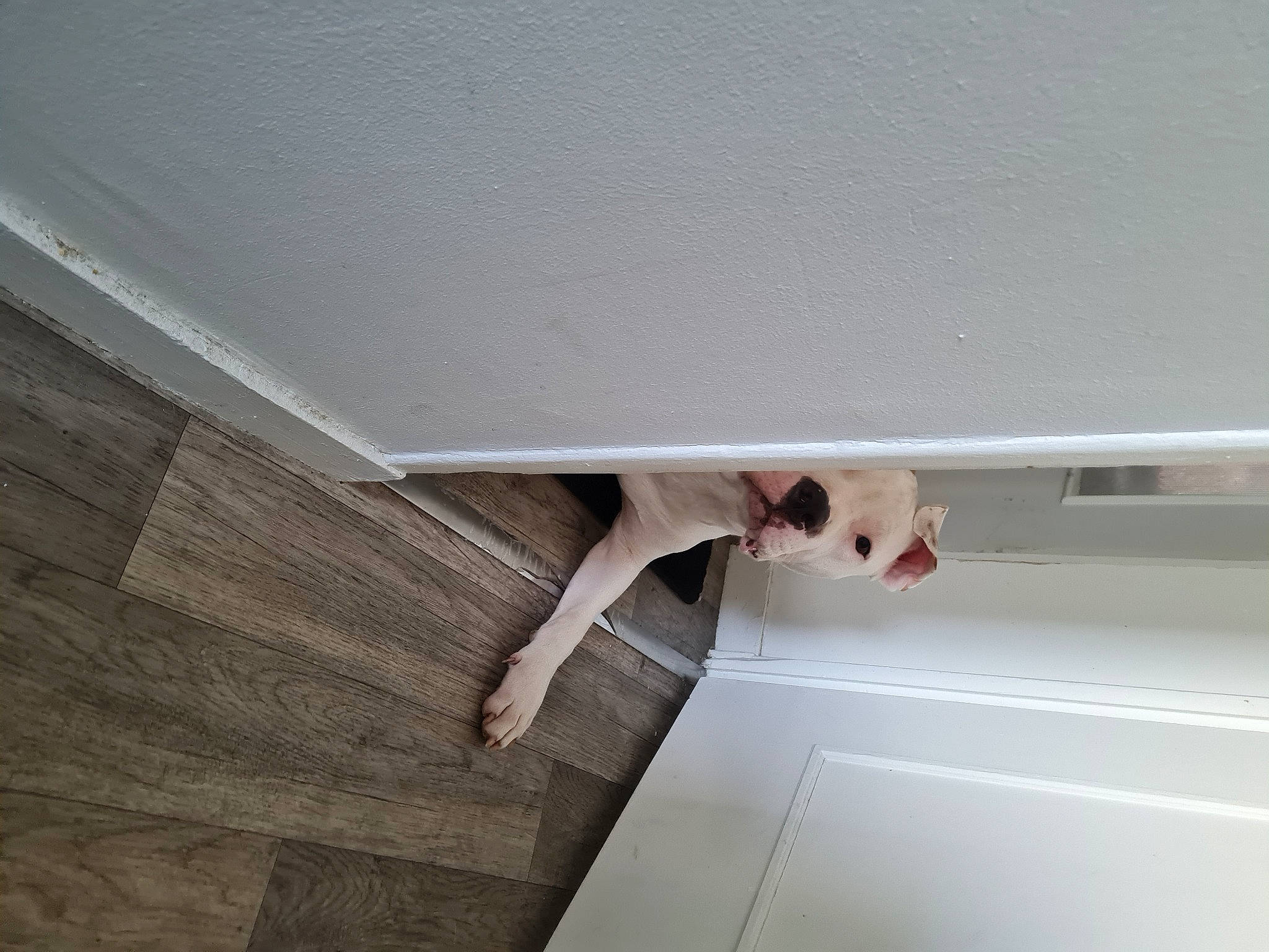 Kiara participe au concours pour gagner de l'argent avec cette photo : beam, building, building_material, ceiling, composite_material, daylighting, elbow, fixture, flooring, hardwood, laminate_flooring, molding, paint, pattern, plaster, plywood, window, wood, wood_flooring, wood_stain