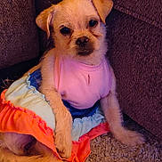 June is registered to the contest to win money with this photo: dog, puppy, clothing, dress, colorful, indoor, carpet, couch, pet, cute, small_dog, fur, sitting, looking, animal, cozy, brown, texture, portrait, companion