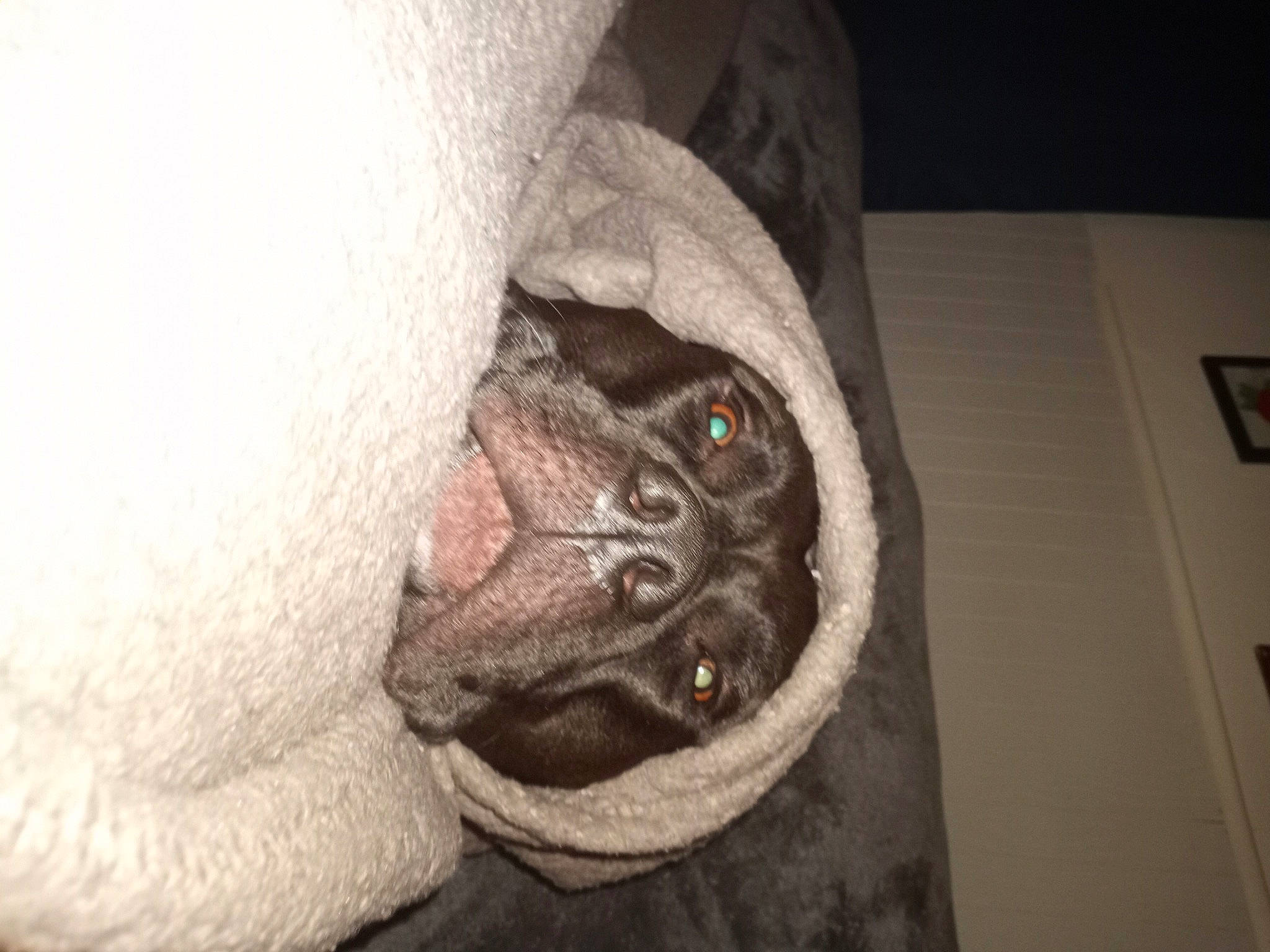 Raco is registered to the contest to win money with this photo: carnivore, comfort, companion_dog, dog, dog_breed, domestic_short_haired_cat, ear, fawn, felidae, foot, fur, grey, human_leg, jaw, paw, small_to_medium_sized_cats, snout, whiskers, working_animal, wrinkle