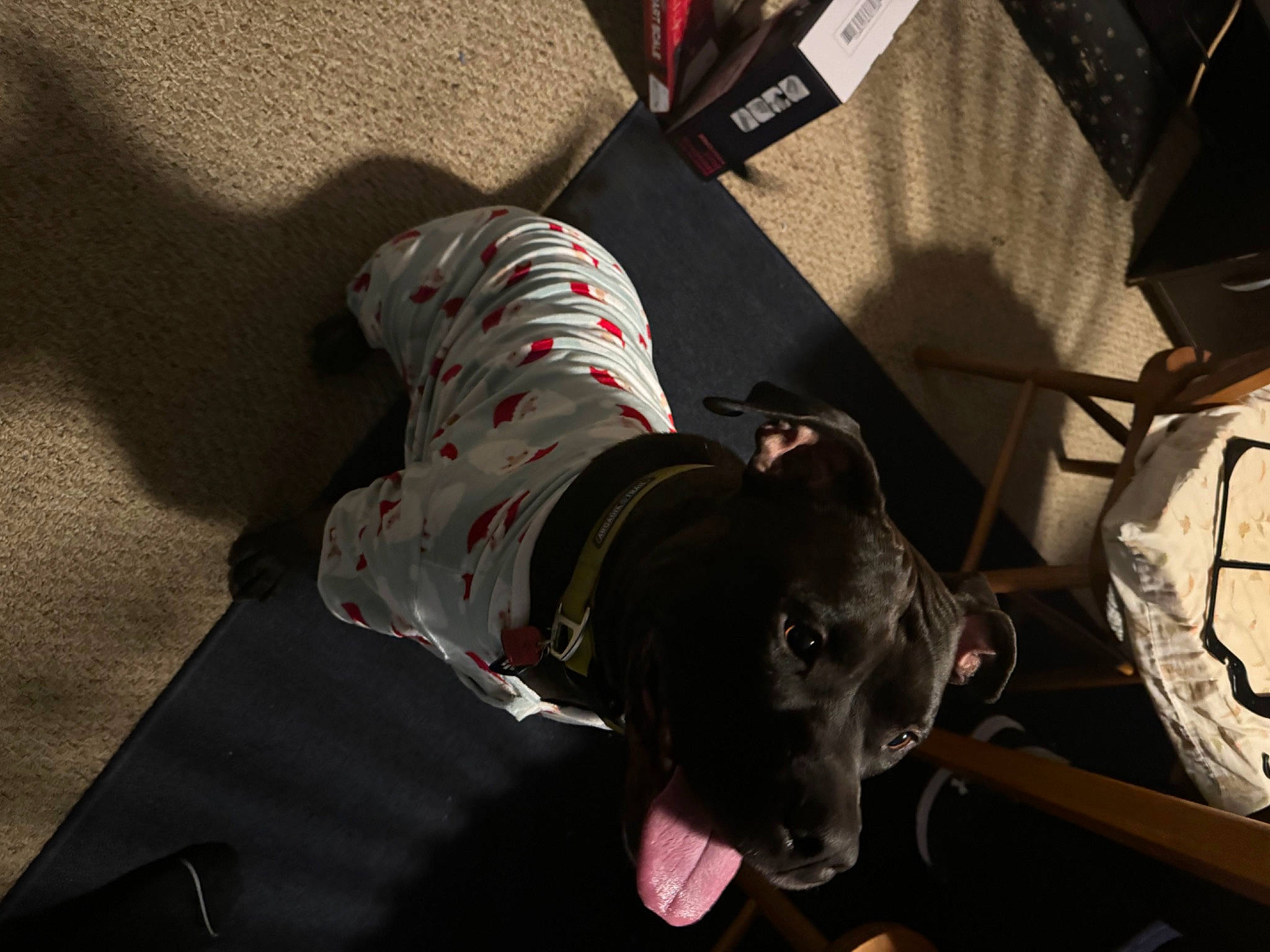 Raco joined the competition — help win amazing prizes! canidae, carmine, carnivore, collar, companion_dog, dog, dog_breed, dog_collar, dog_supply, fashion_accessory, flooring, guard_dog, leash, non_sporting_group, personal_protective_equipment, pet_supply, snout, sporting_group, working_animal