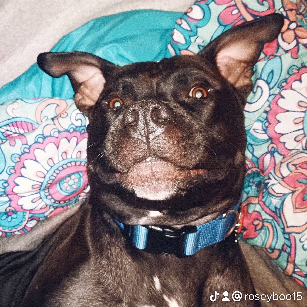 Raco joined the competition — help win amazing prizes! canidae, carnivore, collar, companion_dog, dog, dog_breed, dog_collar, dog_supply, ear, fashion_accessory, fawn, leash, liver, pet_supply, sleeve, snout, sporting_group, toy_dog, whiskers, working_animal