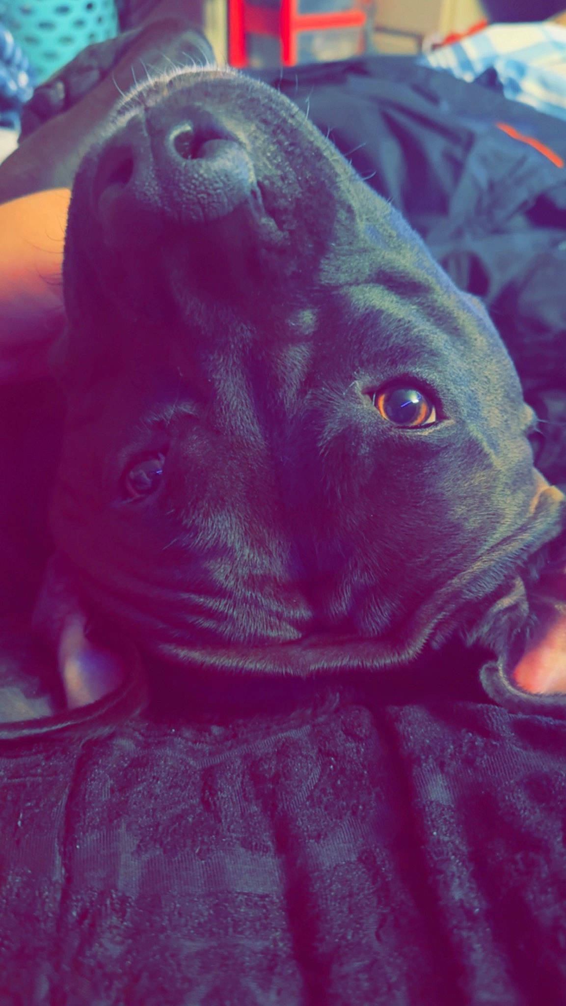 Raco joined the competition — help win amazing prizes! borador, canidae, carnivore, companion_dog, dog, dog_breed, ear, electric_blue, fawn, fur, liver, magenta, non_sporting_group, plant, puppy, snout, sporting_group, toy_dog, whiskers, working_animal