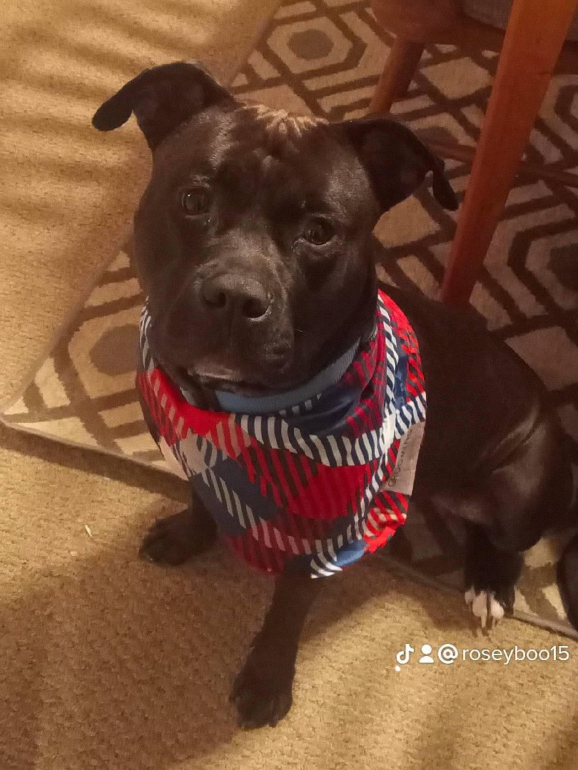 Raco joined the competition — help win amazing prizes! canidae, carnivore, collar, companion_dog, dog, dog_breed, dog_clothes, dog_collar, dog_supply, fashion_accessory, fawn, fur, leash, liver, personal_protective_equipment, pet_supply, snout, sporting_group, whiskers, working_animal