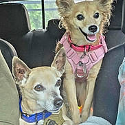 Mickey And Tiare joined the competition — help win amazing prizes! dog, dogs, small_dog, chihuahua_mix, pink_harness, blue_collar, car_interior, backseat, seat, blanket, fur, ears, eyes, tongue, smile, pet, collar, vehicle, road_trip, paired_pets
