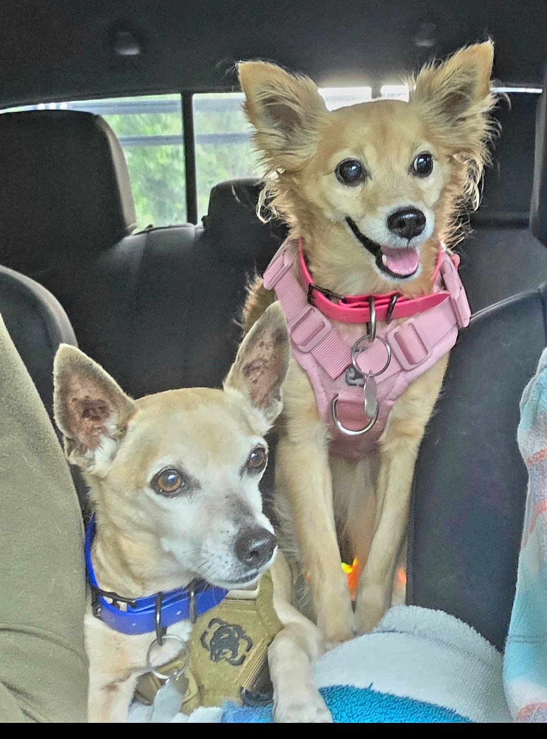Mickey And Tiare joined the competition — help win amazing prizes! dog, dogs, small_dog, chihuahua_mix, pink_harness, blue_collar, car_interior, backseat, seat, blanket, fur, ears, eyes, tongue, smile, pet, collar, vehicle, road_trip, paired_pets
