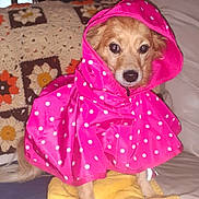 Tiare joined the competition — help win amazing prizes! animal, blanket, couch, cozy, crocheted_blanket, cute, dog, eyes, face, flower_pattern, fur, hood, indoor, nose, pet, pink, polka_dot, raincoat, sitting, small_dog