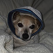 Mickey is registered to the contest to win money with this photo: dog, small_dog, hoodie, blanket, sherpa_blanket, closeup, portrait, indoors, couch, sofa, nose, eyes, face, fur, cozy, pet, fabric, flash_lighting, soft_texture, blanket_wrapped