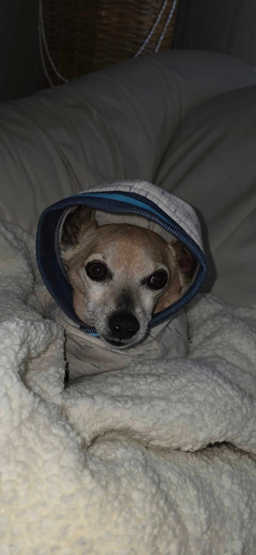 Mickey is registered to the contest to win money with this photo: dog, small_dog, hoodie, blanket, sherpa_blanket, closeup, portrait, indoors, couch, sofa, nose, eyes, face, fur, cozy, pet, fabric, flash_lighting, soft_texture, blanket_wrapped