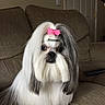 Chai Chai is registered to the contest to win money with this photo: adorable, animal, bow, brown, companion, couch, cute, dog, domestic_animal, face, fluffy, fur, furniture, groomed, indoor, long_hair, pet, shih_tzu, sitting, small_dog