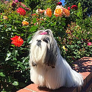 Chai Chai is registered to the contest to win money with this photo: blue_sky, brick_wall, colorful_flowers, cute, dog, flower_garden, fluffy, garden, greenery, long_hair, nature, outdoor, pet, pink_hair_tie, portrait, roses, shih_tzu, small_dog, summer, sunlight