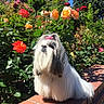 Chai Chai joined the competition — help win amazing prizes! bow, brick, colorful, cute, dog, flowers, fluffy, garden, greenery, nature, outdoor, pet, portrait, roses, shih_tzu, sitting, sky, small_dog, sunlight, well_groomed
