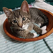 Chase is registered to the contest to win money with this photo: animal, blanket, cat, cozy, curious, cute, domestic_cat, ears, fur, home, indoor, kitten, paws, pet, resting, small, soft, tabby, whiskers, wooden_bowl