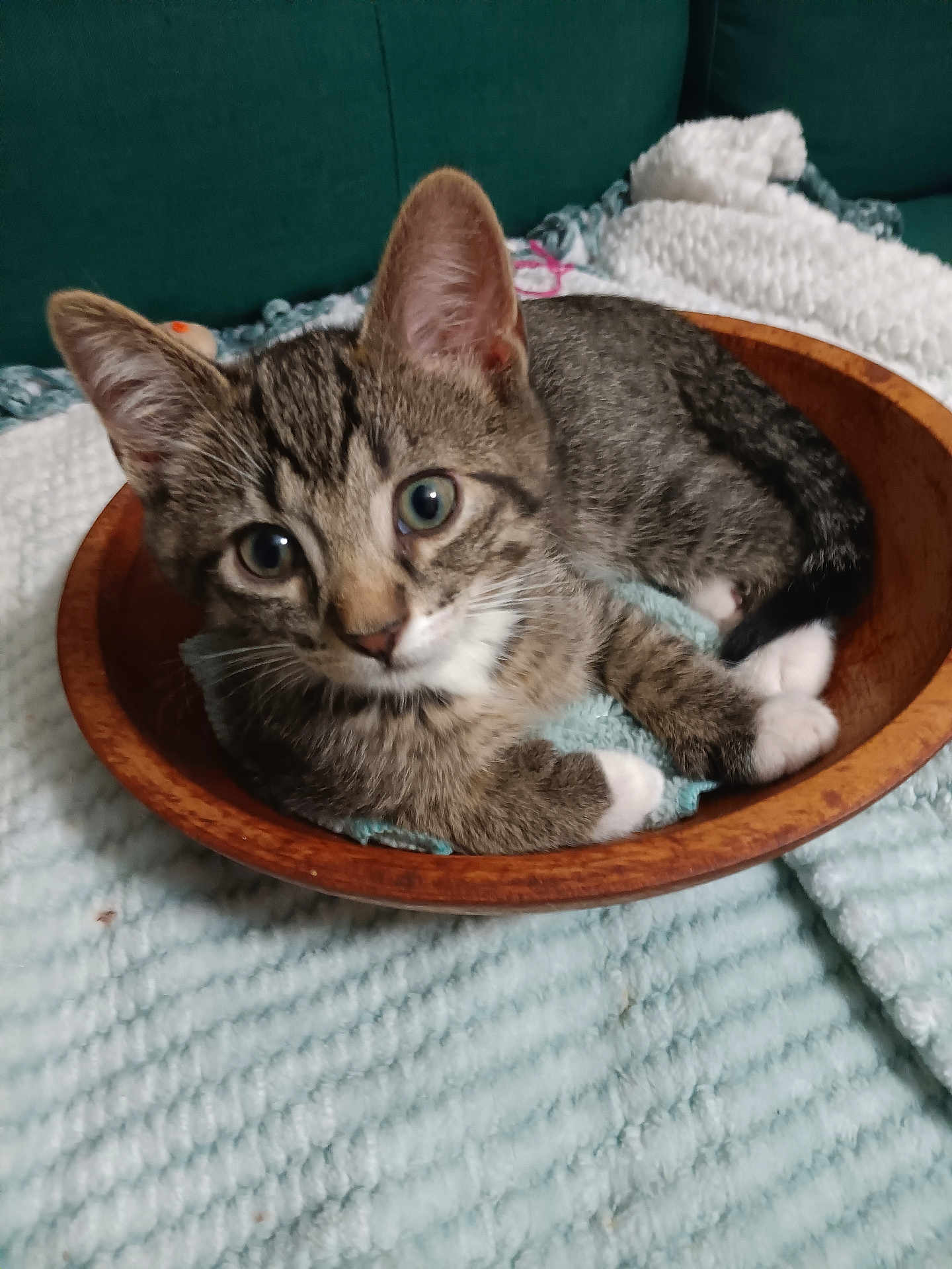 Chase is registered to the contest to win money with this photo: animal, blanket, cat, cozy, curious, cute, domestic_cat, ears, fur, home, indoor, kitten, paws, pet, resting, small, soft, tabby, whiskers, wooden_bowl