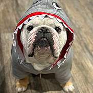 Gus is registered to the contest to win money with this photo: bulldog, dog, costume, hoodie, shark, pet, animal, indoor, floor, wooden_floor, cute, funny, portrait, looking_up, white, brown, black_nose, ears_hidden, clothing, adorable