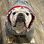 bulldog, dog, costume, hoodie, shark, pet, animal, indoor, floor, wooden_floor, cute, funny, portrait, looking_up, white, brown, black_nose, ears_hidden, clothing, adorable
