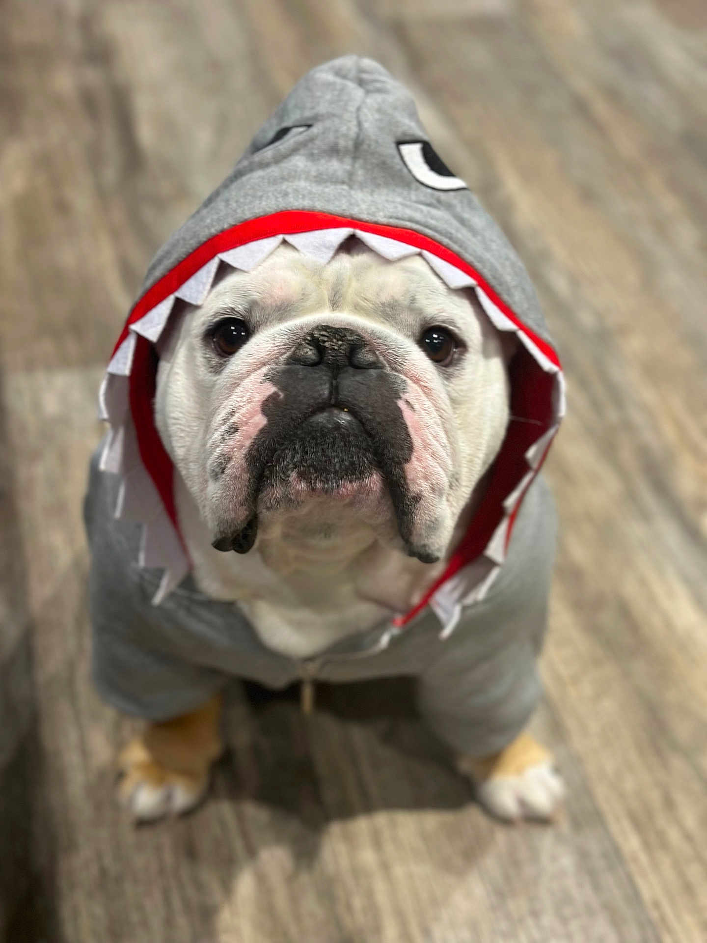 Gus is registered to the contest to win money with this photo: bulldog, dog, costume, hoodie, shark, pet, animal, indoor, floor, wooden_floor, cute, funny, portrait, looking_up, white, brown, black_nose, ears_hidden, clothing, adorable