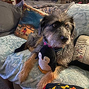 Hershey joined the competition — help win amazing prizes! dog, plush_toy, penguin_toy, couch, blanket, pillow, indoor, pet, fur, collar, cozy, home, living_room, carpet, furniture, toy, animal, relaxing, cute, companion