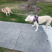 Ghost is registered to the contest to win money with this photo: dog, leash, sidewalk, grass, tree, toy, harness, building, patio, outdoor, animal, play, tug_of_war, canine, nature, residential, daylight, two_dogs, pet, fun