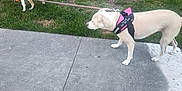 Ghost is registered to the contest to win money with this photo: animal, building, canine, daylight, dog, fun, grass, harness, leash, nature, outdoor, patio, pet, play, residential, sidewalk, toy, tree, tug_of_war, two_dogs