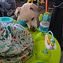 Ghost is registered to the contest to win money with this photo: activity_center, animal, baby_toys, background_objects, blanket, childrens_toys, colorful, curious, dog, floor, home, household, indoor, pet, plastic_toys, play_area, room, sniffing, white_dog, wooden_floor