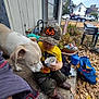 Ghost joined the competition — help win amazing prizes! dog, toddler, child, hat, yellow_shirt, outdoor, autumn_leaves, concrete_step, curious, sniffing, cup, clothing, casual, backyard, plants, chair, bag, vehicle, house, daylight