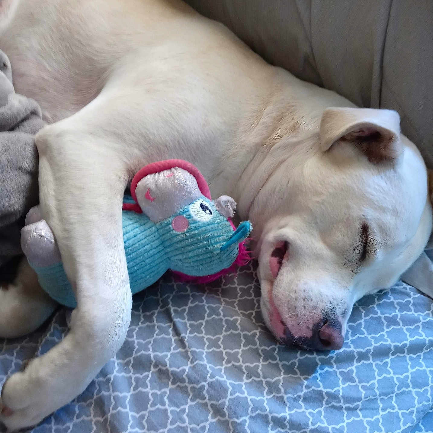 Ghost joined the competition — help win amazing prizes! animal, blanket, canine, cozy, cute, dog, elephant_toy, fur, indoors, nose, patterned_blanket, paw, pet, relaxed, resting, sleep, sleeping, stuffed_toy, toy, white_dog