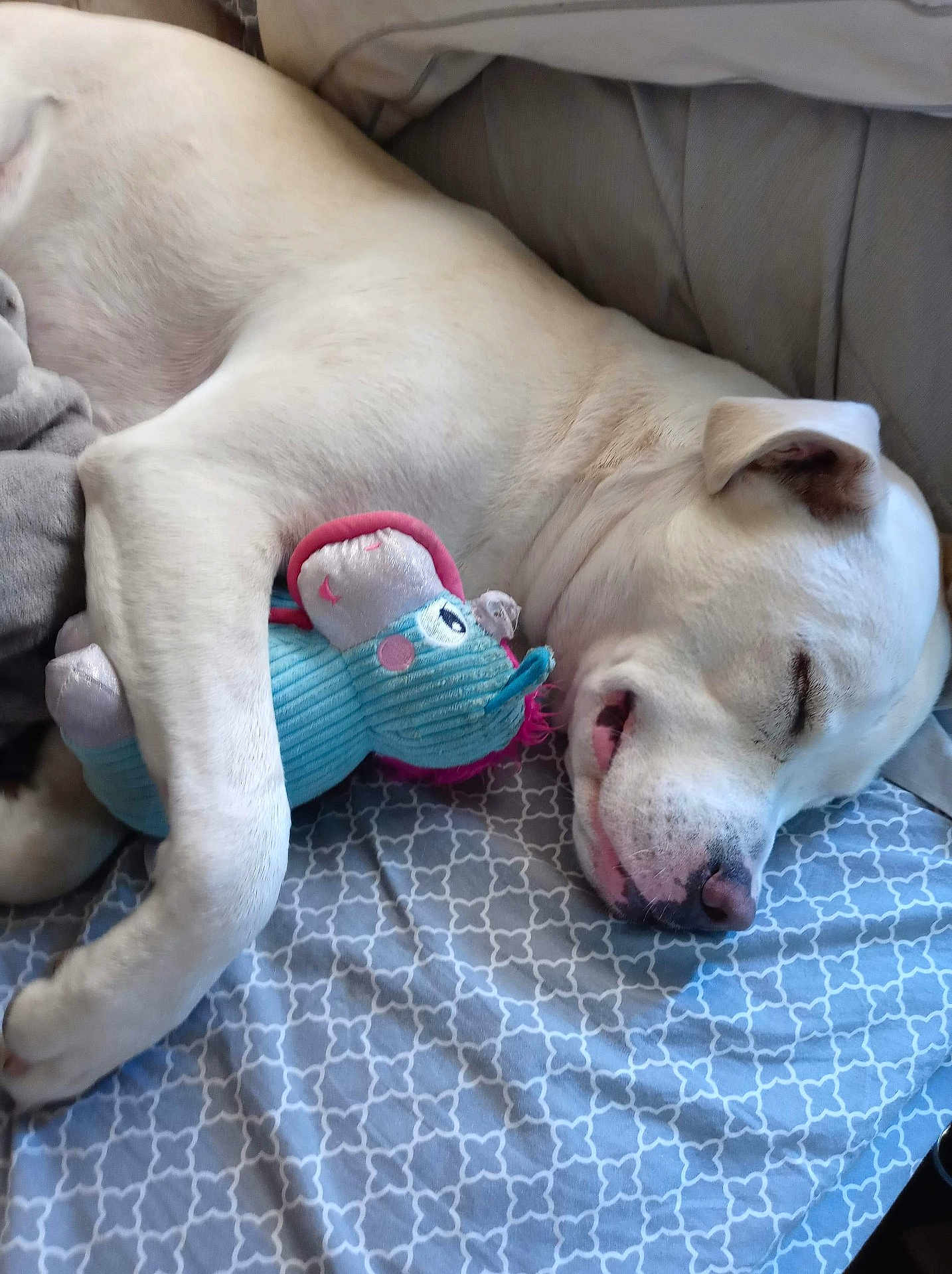 Ghost joined the competition — help win amazing prizes! dog, sleeping, white_dog, stuffed_toy, elephant_toy, blanket, patterned_blanket, indoors, resting, cute, pet, animal, canine, sleep, cozy, relaxed, nose, paw, fur, toy