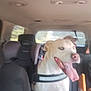 Ghost is registered to the contest to win money with this photo: dog, car, inside, seat, window, happy, tongue_out, pet, animal, blur, backseat, harness, light, daytime, vehicle, canine, transport, interior, companion, smiling