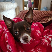 Charlie joined the competition — help win amazing prizes! dog, small_dog, blanket, red_blanket, snowflake_pattern, cozy, indoors, pet, fur, ears, face, cute, animal, comfort, resting, bedroom, close_up, expression, warm, home