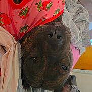 Raya is registered to the contest to win money with this photo: dog, pet, upside_down, pink_shirt, strawberry_pattern, bed, blanket, cozy, resting, indoors, cute, fur, animal, canine, sleepy, relaxed, ears, nose, portrait, domestic_animal