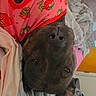 dog, pet, upside_down, pink_shirt, strawberry_pattern, bed, blanket, cozy, resting, indoors, cute, fur, animal, canine, sleepy, relaxed, ears, nose, portrait, domestic_animal