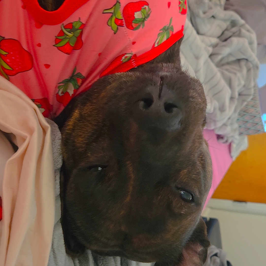 Raya is registered to the contest to win money with this photo: dog, pet, upside_down, pink_shirt, strawberry_pattern, bed, blanket, cozy, resting, indoors, cute, fur, animal, canine, sleepy, relaxed, ears, nose, portrait, domestic_animal