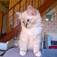 Aycko participe au concours pour gagner de l'argent avec cette photo : kitten, cat, blue_eyes, fluffy, indoor, staircase, wallpaper, curious, pet, animal, small, cute, feline, sitting, domestic, cozy, young, white_paws, soft, portrait