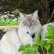 Aycko participe au concours pour gagner de l'argent avec cette photo : animal, blue_eyes, calm, cat, closeup, cute, domestic_cat, fluffy, forest, fur, greenery, leaf, nature, outdoor, pet, plant, portrait, tree, whiskers, wildlife