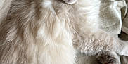 Aycko participe au concours pour gagner de l'argent avec cette photo : kitten, cat, blue_eyes, fluffy, feline, pet, animal, relaxed, lying_down, close_up, domestic_cat, soft_fur, indoor, striped_fabric, cute, young_cat, whiskers, paw, tail, resting