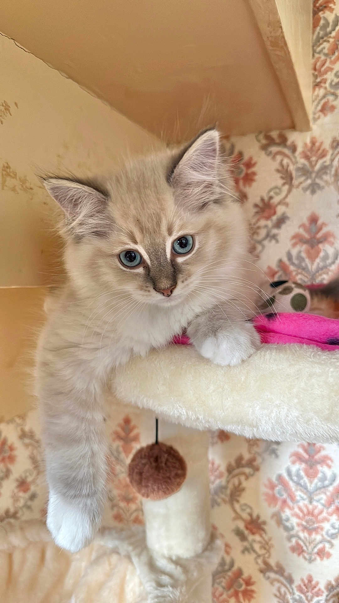 Aycko a rejoint le concours — aidez-le/la à gagner de superbes lots ! kitten, cat, blue_eyes, fluffy, paw, cat_tree, indoor, furniture, relaxed, cute, pet, animal, fur, whiskers, face, portrait, hanging_paw, toy, cozy, resting