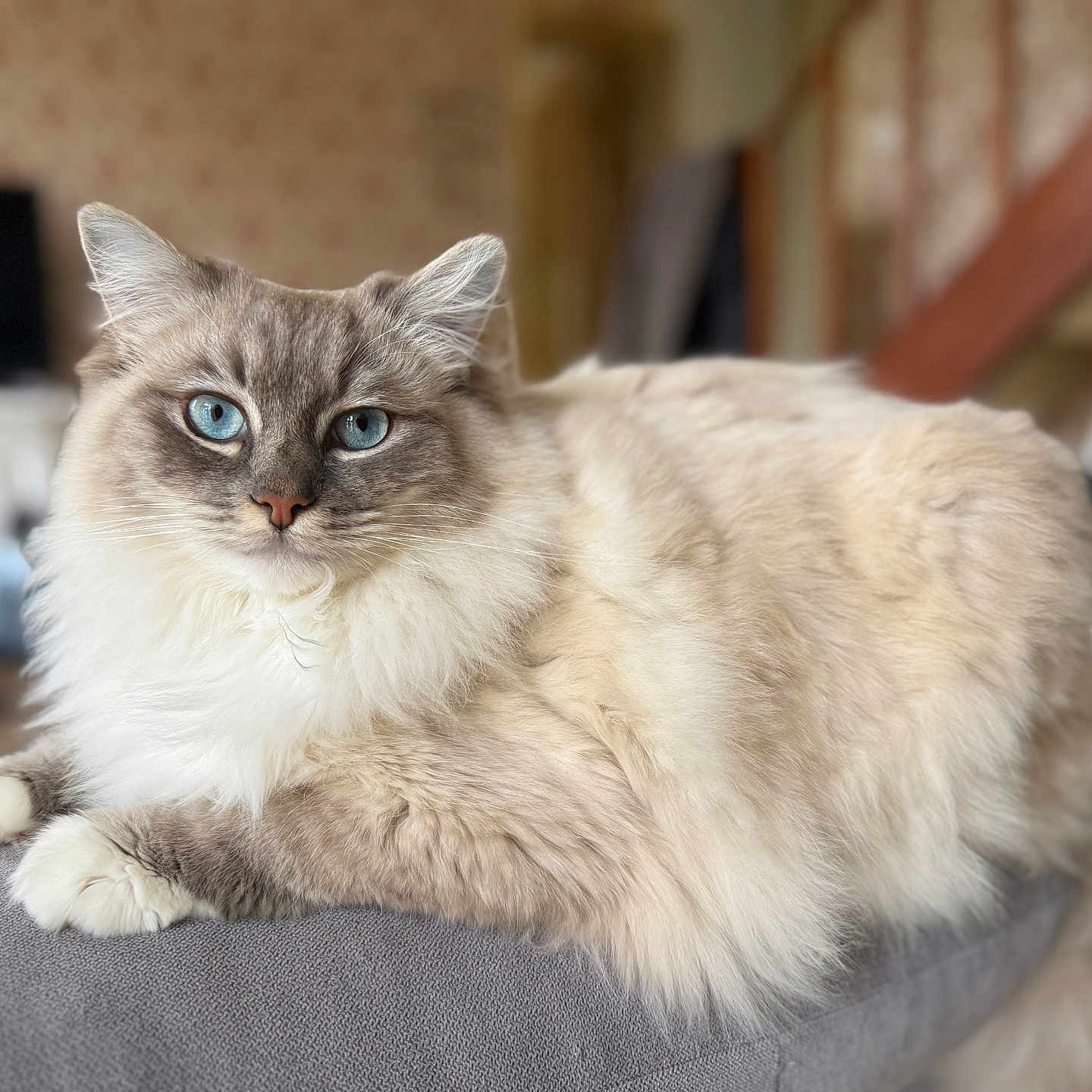 Aycko a rejoint le concours — aidez-le/la à gagner de superbes lots ! animal, blue_eyes, cat, close_up, couch, cute, domestic, feline, fluffy, fur, home, indoor, living_room, mammal, pet, portrait, relaxed, resting, soft, whiskers