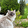 Aycko participe au concours pour gagner de l'argent avec cette photo : animal, balcony, blue_eyes, cat, cute, daylight, feline, fluffy, fur, garden, greenery, looking, nature, outdoor, pet, plant, portrait, sitting, tree, window