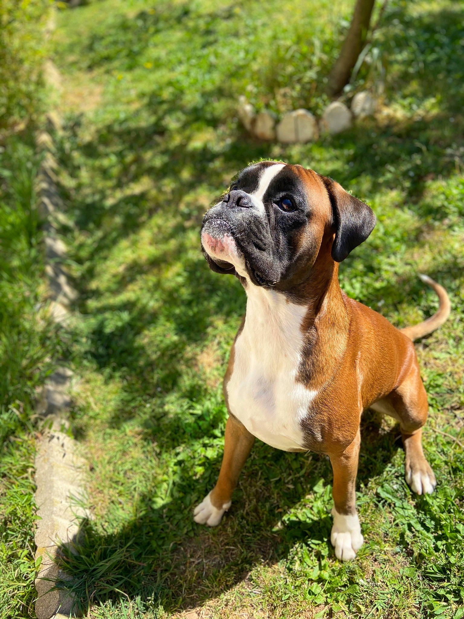Bucky participe au concours pour gagner de l'argent avec cette photo : ancient_dog_breeds, boxer, canidae, carnivore, collar, companion_dog, dog, dog_breed, dog_collar, fawn, grass, molosser, non_sporting_group, plant, sporting_group, tree, working_dog, wrinkle