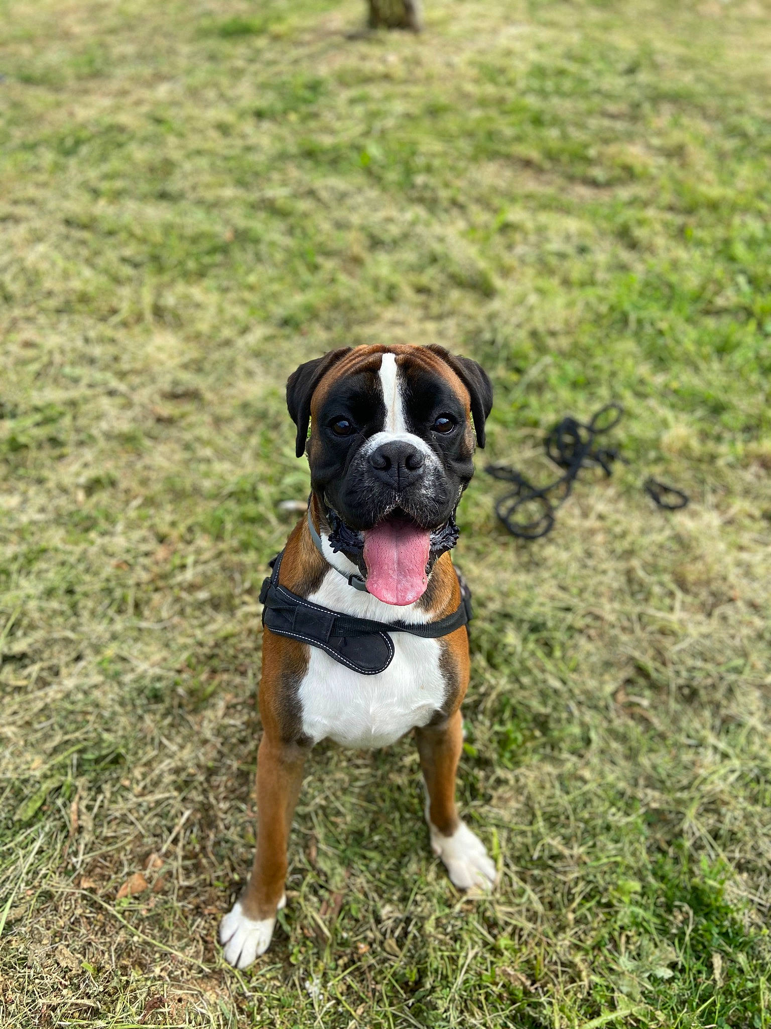 Bucky participe au concours pour gagner de l'argent avec cette photo : ancient_dog_breeds, boxer, bulldog, canidae, carnivore, collar, companion_dog, dog, dog_breed, dog_collar, fawn, grass, grassland, groundcover, molosser, plant, snout, sporting_group, working_animal, working_dog